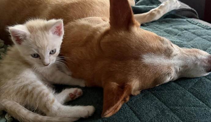 Ein Leben wie Hund und Katz:Der Hund von Almut Büchert scheint die kleinen Katzen voll akzeptiertzu haben.  Büchert