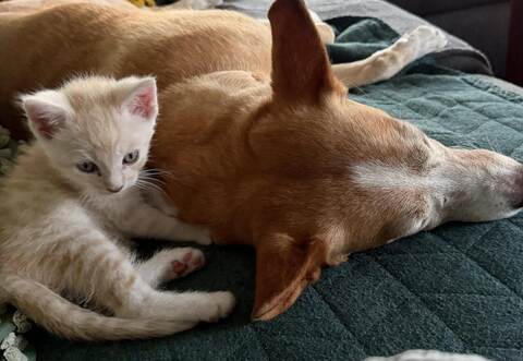 Ein Leben wie Hund und Katz:Der Hund von Almut Büchert scheint die kleinen Katzen voll akzeptiertzu haben.  Büchert