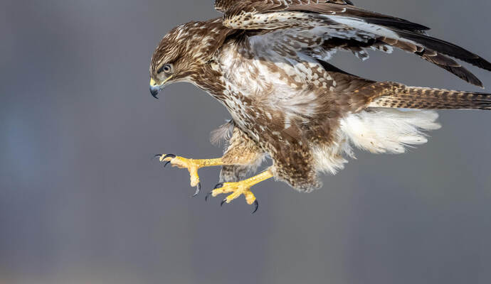 Oft sind es brütende Bussarde, die Menschen attackieren. Während der Brutzeit sollte man deshalb einen Bogen um ihre Kobel machen. Im Juli sollte sich die Lage wieder entspannen. Sg_naturephoto.com/stock.adobe.com