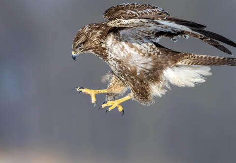 Oft sind es brütende Bussarde, die Menschen attackieren. Während der Brutzeit sollte man deshalb einen Bogen um ihre Kobel machen. Im Juli sollte sich die Lage wieder entspannen. Sg_naturephoto.com/stock.adobe.com