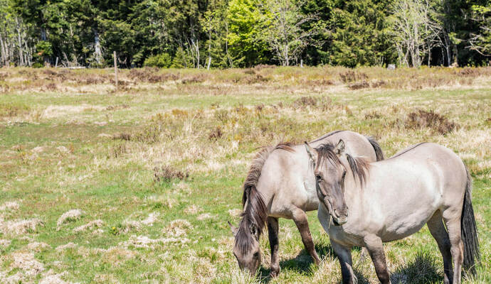 Seit Anfang Mai grasen die Koniks wieder auf den Grinden im Nationalpark Schwarzwald.
