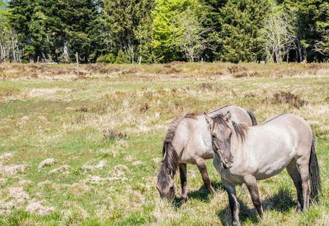 Seit Anfang Mai grasen die Koniks wieder auf den Grinden im Nationalpark Schwarzwald.