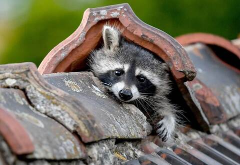 Waschbär