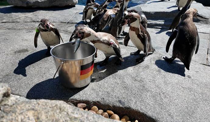 WM-Orakel - Pinguine im Luisenpark in Mannheim