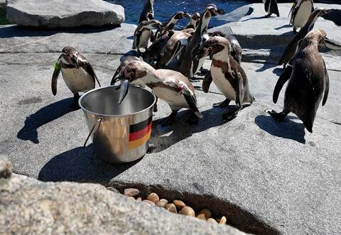 WM-Orakel - Pinguine im Luisenpark in Mannheim