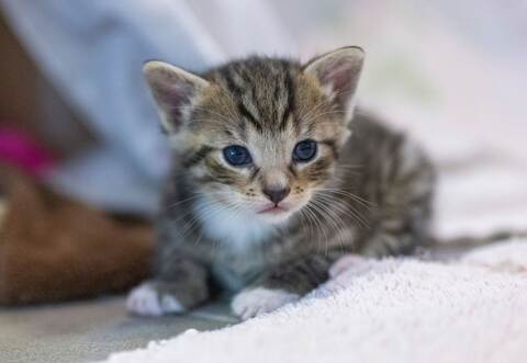 Tierschützer warnen vor Katzenschwemme