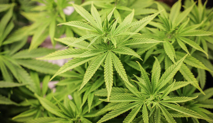 Seit April 2024 gilt bundesweit eine Cannabis-Teillegalisierung.