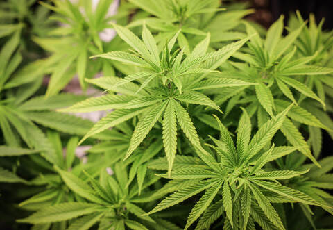 Seit April 2024 gilt bundesweit eine Cannabis-Teillegalisierung.