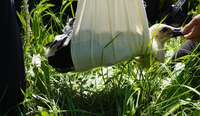 "Klappi" heißt der junge Storch aus Remchingen.