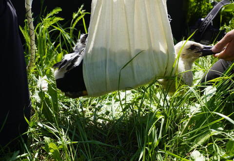 "Klappi" heißt der junge Storch aus Remchingen.