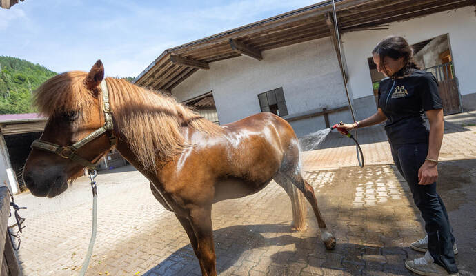 Eine kühle Dusche sorgt für Erfrischung: Maria-Chiara Kionka verschafft ihrer Islandstute Camilla an einem heißen Sommertag auf dem Enztalhof in Bad Wildbad eine willkommene Abkühlung.