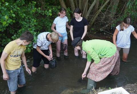Vorsichtig und aufmerksam suchen die Achtklässler der Steiner Heynlinschule im Kämpfelbach nach Lebewesen. Was sie finden, untersuchen sie unter demMikroskop.