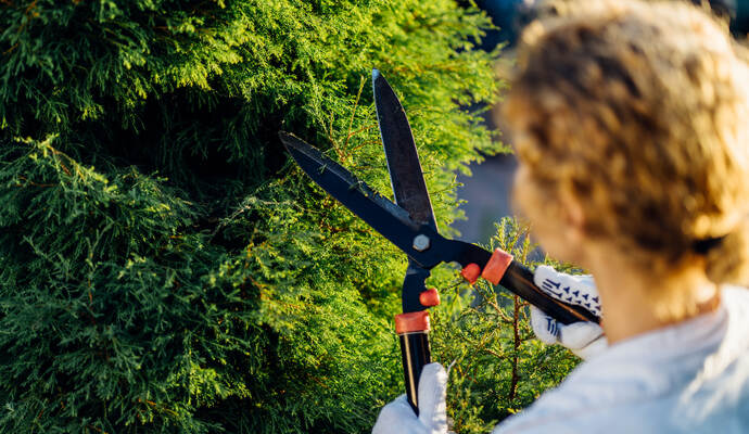 Blond young woman cutting trimming hedge doing garden work. Female gardener pruning shears in hand.