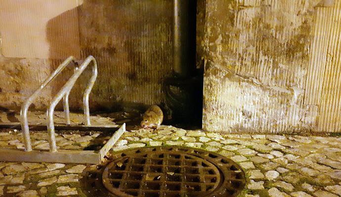 Ratten in der Corona-Pandemie