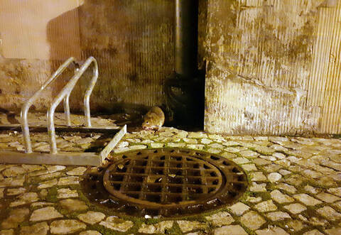 Ratten in der Corona-Pandemie
