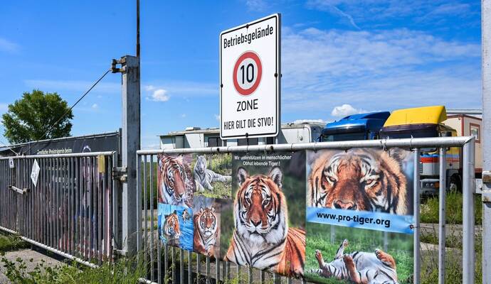 Pfleger stirbt nach Tigerangriff nahe Leipzig – Ermittlungen