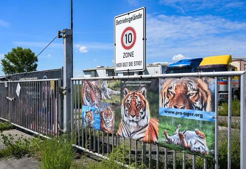 Pfleger stirbt nach Tigerangriff nahe Leipzig – Ermittlungen