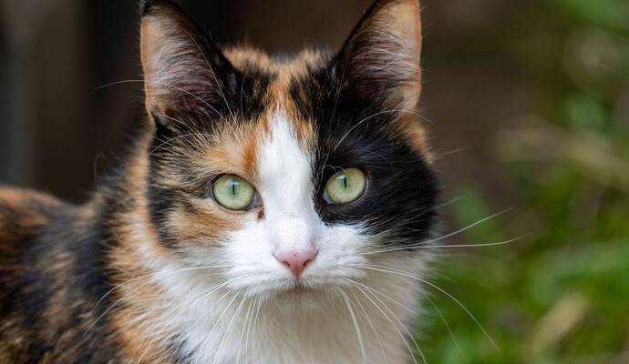 Katze