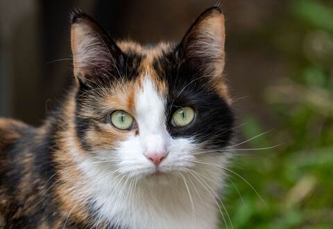 Katze