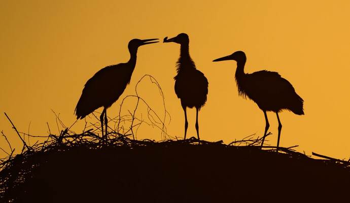 Storchennachwuchs im Sonnenaufgang