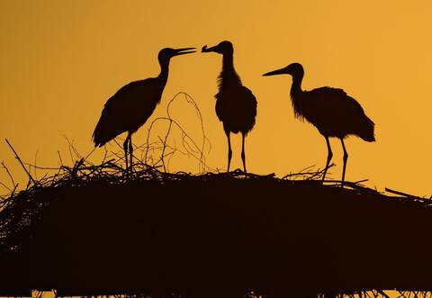 Storchennachwuchs im Sonnenaufgang