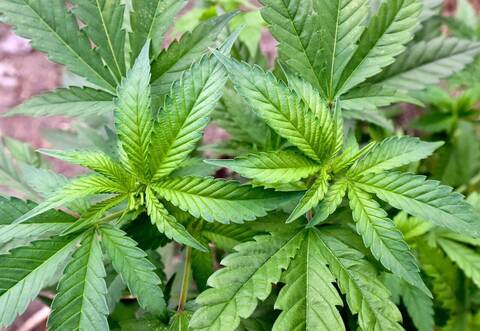 Cannabis