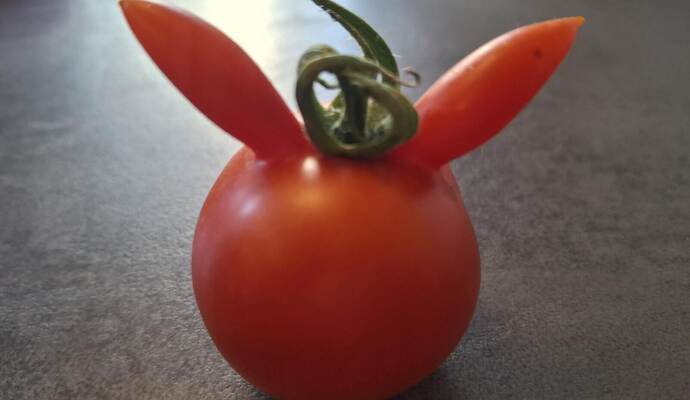 Eine Ohren-Tomate ist bei PZ-Redakteurin Carolin Weiß gewachsen.