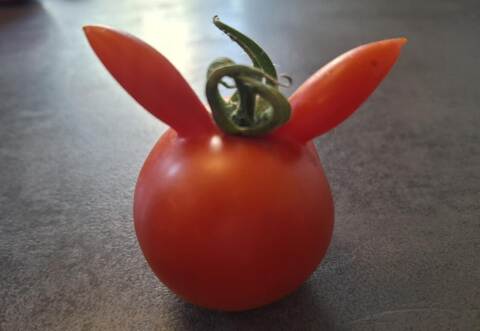Eine Ohren-Tomate ist bei PZ-Redakteurin Carolin Weiß gewachsen.