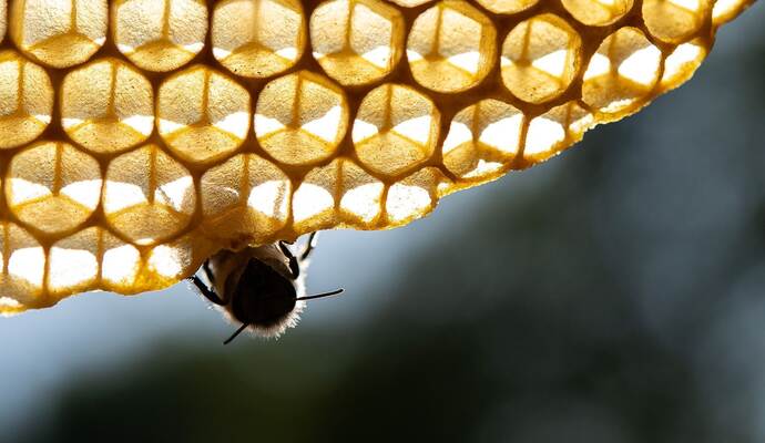 Honigbienen