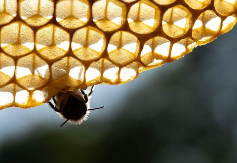 Honigbienen
