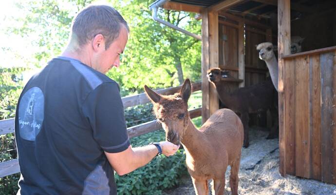 Alpaka Tierhalter Patrick Stellmach