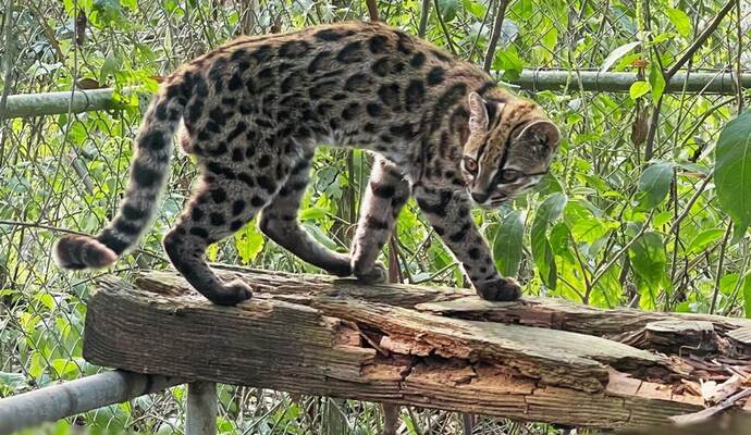 Neue Katzenart in Bolivien entdeckt