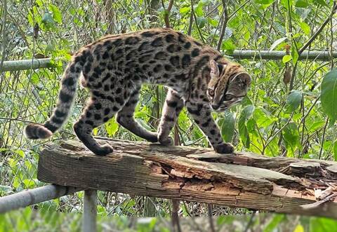 Neue Katzenart in Bolivien entdeckt