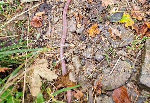 Klimakrise bedroht seltenen Riesenregenwurm