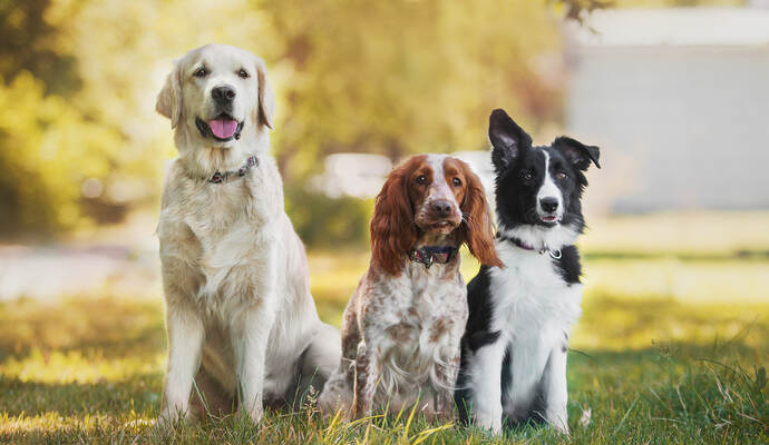 Hundehalter in Remchingen müssen sich möglicherweise auf höhere Kosten einstellen.