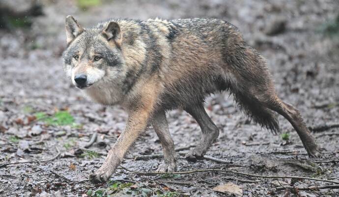 Wolf