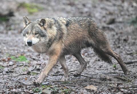 Wolf