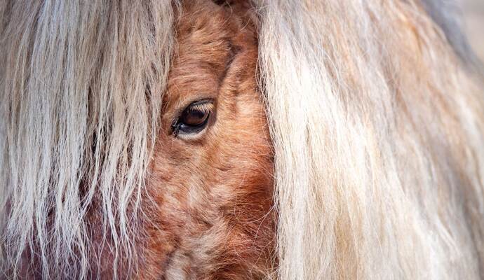 Mini Shetland Pony