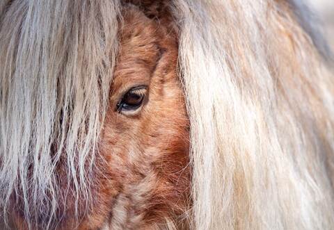 Mini Shetland Pony
