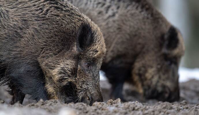 Wildschweine