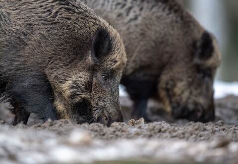 Wildschweine