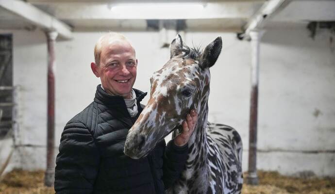 Ein zebrahaft geschecktes Fohlen