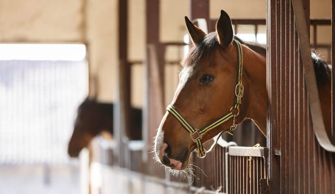 Horse in a stall