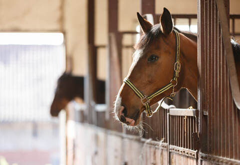 Horse in a stall