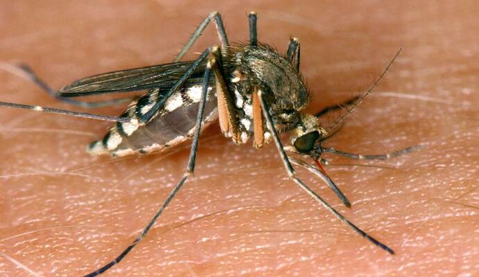 26 Infektionen mit West-Nil-Virus in Deutschland