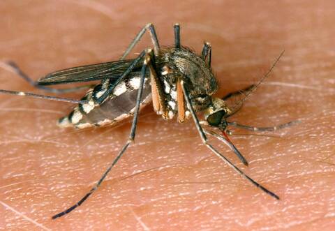 26 Infektionen mit West-Nil-Virus in Deutschland