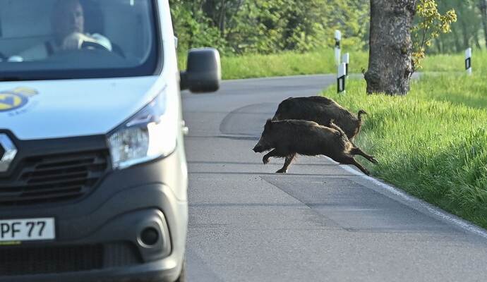 Wildschweine