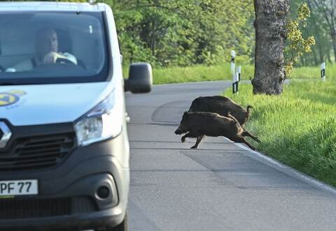 Wildschweine