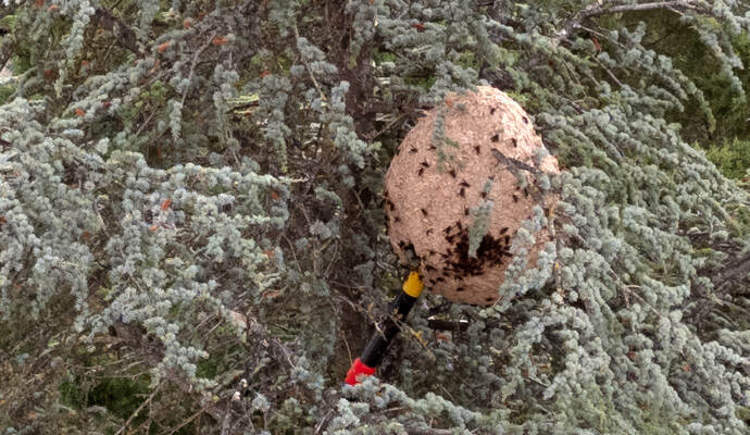 In 10 Meter Höhe an einer Zeder hing das Nest der Asiatischen Hornisse.