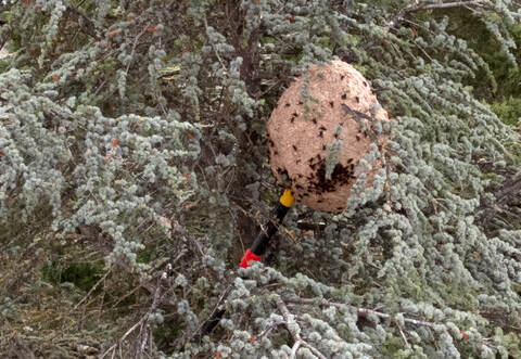 In 10 Meter Höhe an einer Zeder hing das Nest der Asiatischen Hornisse.